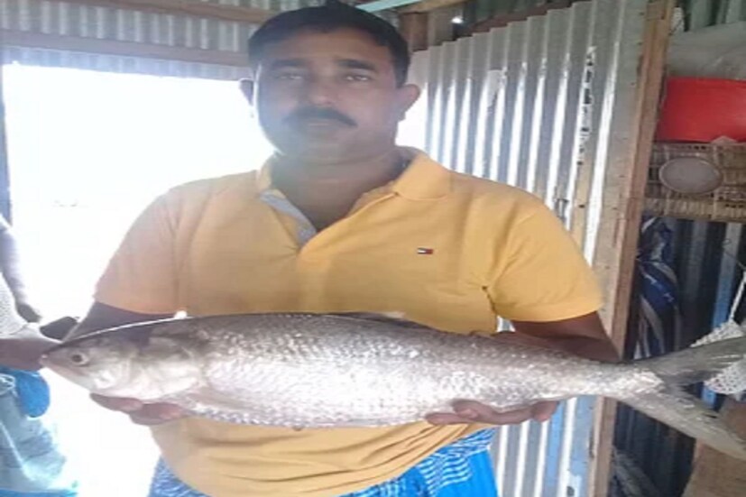 বিশাল সাইজের ইলিশটি বিক্রি হয়েছিল ১২ হাজার ২০০টাকায়। মৎস্যজীবীরা জানিয়েছেন, এ ধরনের বড় ইলিশ আশির দশকে পাওয়া যেত। তবে এখন আর তেমন দেখতে পাওয়া যায়না। 