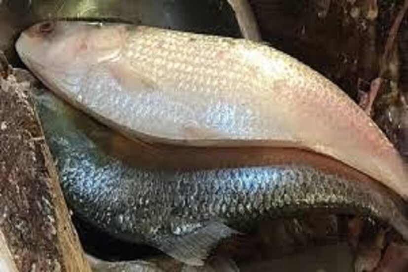 যেখানে এক থেকে দেড় কেজি ওজনের পেলেই বড় ইলিশ কেনা হয়েছে বলে সুখের সাগরে ভাসেন ভোজন রসিকরা, সেখানে এই মাপের ইলিশ যদি মেলে, সোনায় সোহাগা। 