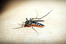 Genetically Modifying Mosquitoes: মানুষকে আর দেখতে পাবে না মশারা! আশ্চর্য আবিষ্কারের পথে বিজ্ঞানীরা Genetically Modifying Mosquitoes: মানুষকে আর দেখতে পাবে না মশারা! আশ্চর্য আবিষ্কারের পথে বিজ্ঞানীরা