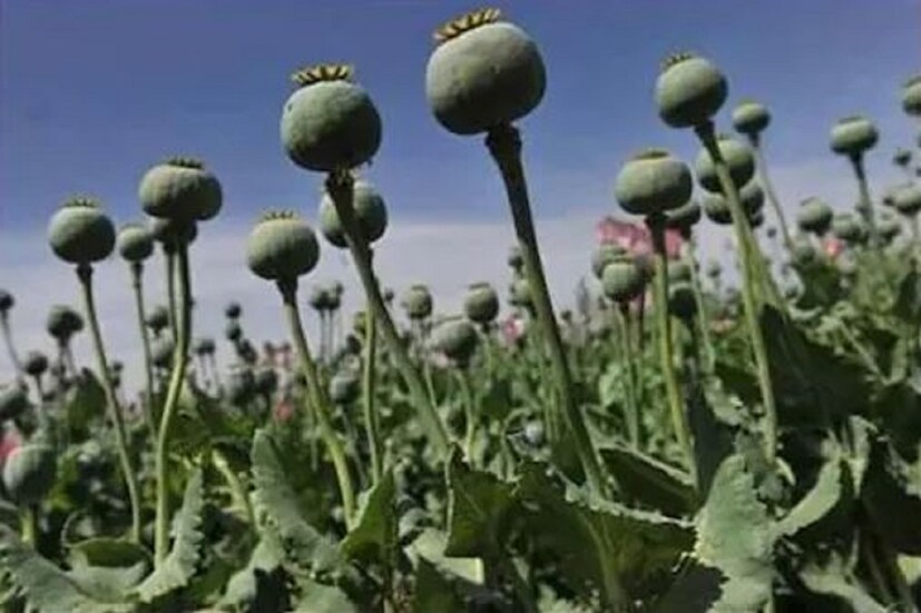 #কাবুল: আফগানিস্তান (Afganistan) দখল করার পর তালিবান (Taliban) নিজের সরকার গঠনের দিকে এগোচ্ছে৷ তালিবান দেশে একাধিক নয়া নিয়ম জারি করেছে৷ নতুন ফতোয়ার বিষয়ে তারা সবকিছু জানিয়ে দিচ্ছে৷ একাধিক বড় বদলের পর ফের এক বিশাল সিদ্ধান্ত নিয়েছে তারা৷ সেটা হল আফগানিস্তানে আফিম (Opium) চাষের ওপর নিষেধাজ্ঞা জারি হয়েছে৷ তালিবান আফগানিস্তানের একাধিক গ্রামে গিয়ে কৃষকদের এই ফরমান জারি করেছে৷ তারা জানিয়েছে আর যেন আফিমের চাষ তাঁরা না করেন কারণ তাঁদের দেশে আফিম নিষিদ্ধ হতে চলেছে৷ ওয়াল স্ট্রিট জার্নালের খবর অনুযায়ি কান্দাহারের আশেপাশের এলাকায় সবচেয়ে বেশি আফিমের চাষ হয়৷ যা কৃষকদের বন্ধ করতে নির্দেশ দেওয়া হয়েছে৷ Photo-File  #কাবুল: আফগানিস্তান (Afganistan) দখল করার পর তালিবান (Taliban) নিজের সরকার গঠনের দিকে এগোচ্ছে৷ তালিবান দেশে একাধিক নয়া নিয়ম জারি করেছে৷ নতুন ফতোয়ার বিষয়ে তারা সবকিছু জানিয়ে দিচ্ছে৷ একাধিক বড় বদলের পর ফের এক বিশাল সিদ্ধান্ত নিয়েছে তারা৷ সেটা হল আফগানিস্তানে আফিম (Opium) চাষের ওপর নিষেধাজ্ঞা জারি হয়েছে৷ তালিবান আফগানিস্তানের একাধিক গ্রামে গিয়ে কৃষকদের এই ফরমান জারি করেছে৷ তারা জানিয়েছে আর যেন আফিমের চাষ তাঁরা না করেন কারণ তাঁদের দেশে আফিম নিষিদ্ধ হতে চলেছে৷ ওয়াল স্ট্রিট জার্নালের খবর অনুযায়ি কান্দাহারের আশেপাশের এলাকায় সবচেয়ে বেশি আফিমের চাষ হয়৷ যা কৃষকদের বন্ধ করতে নির্দেশ দেওয়া হয়েছে৷ Photo-File