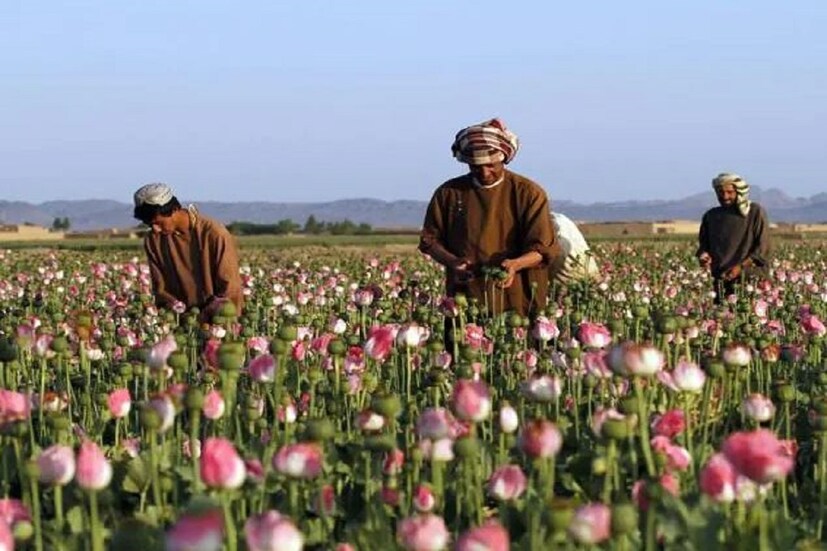 তালিবানি ফরমান কার্যকারিতা দেখাতে শুরু করে দিয়েছে৷ আফগানিস্তানের বাজারে আফিমের দাম বেড়েছে৷ কারণ বোঝাই যাচ্ছে আফিমের ভবিষ্যত ভীষণরকম অনিশ্চিত৷ তালিবানের মুখপাত্র জবীউল্লাহ মুজাহিদ একটি সাংবাদিক বৈঠকে বলেছিলেন তালিবান রাজে ড্রাগসকে সম্মতি দেওয়া হবে না৷ Photo-File 