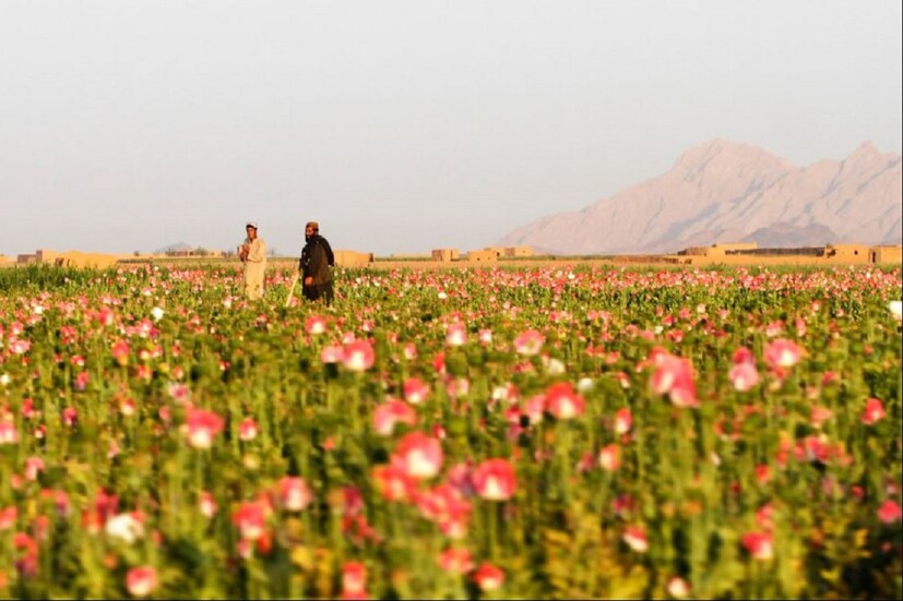 তালিবানদের এই সিদ্ধান্তে প্রচুর মানুষ মনোক্ষুন্ন হয়েছে৷ কারণ তাঁদের সামনে রোজগারের বিকল্প কোনও পথ নেই৷ আমেরিকা দীর্ঘসময় ধরে আফগানিস্তানে আফিম চাষ কমাতে চেষ্টা করেছিল৷ কিন্তু তারা সাফল্য পায়নি৷ আফগানিস্তান থেকে বিশাল মাত্রা আফিম পৃথিবীর বিভিন্ন দেশে সাপ্লাই হয়৷ Photo-File 