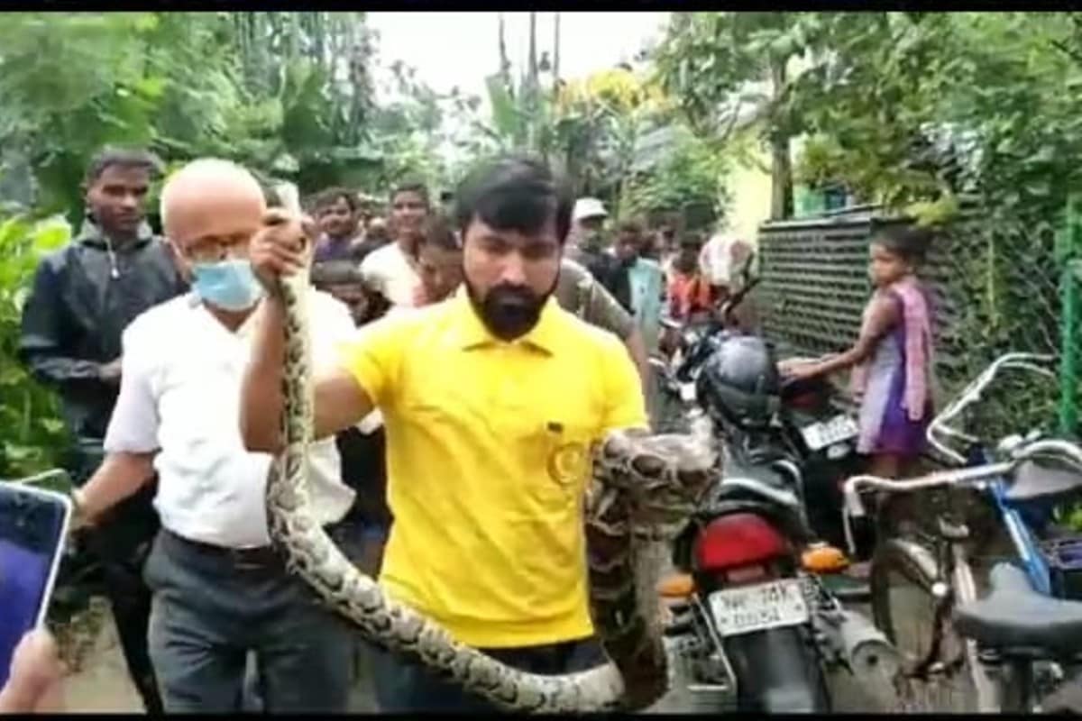 snake