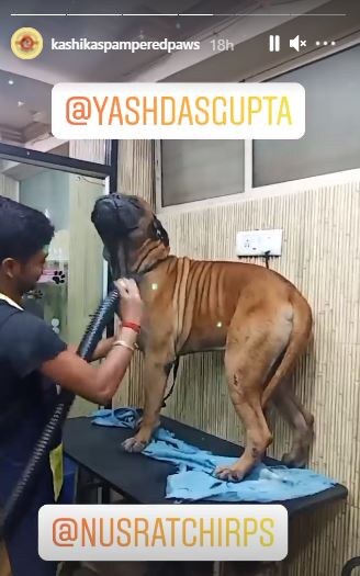 নুসরত-যশের পোষ্য