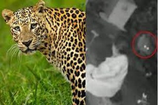 লাঠি দিয়েই চিতা বাঘ তাড়ালেন মহিলা! গোটা দেশে ঝড় তুলেছে এই ভাইরাল ভিডিও
