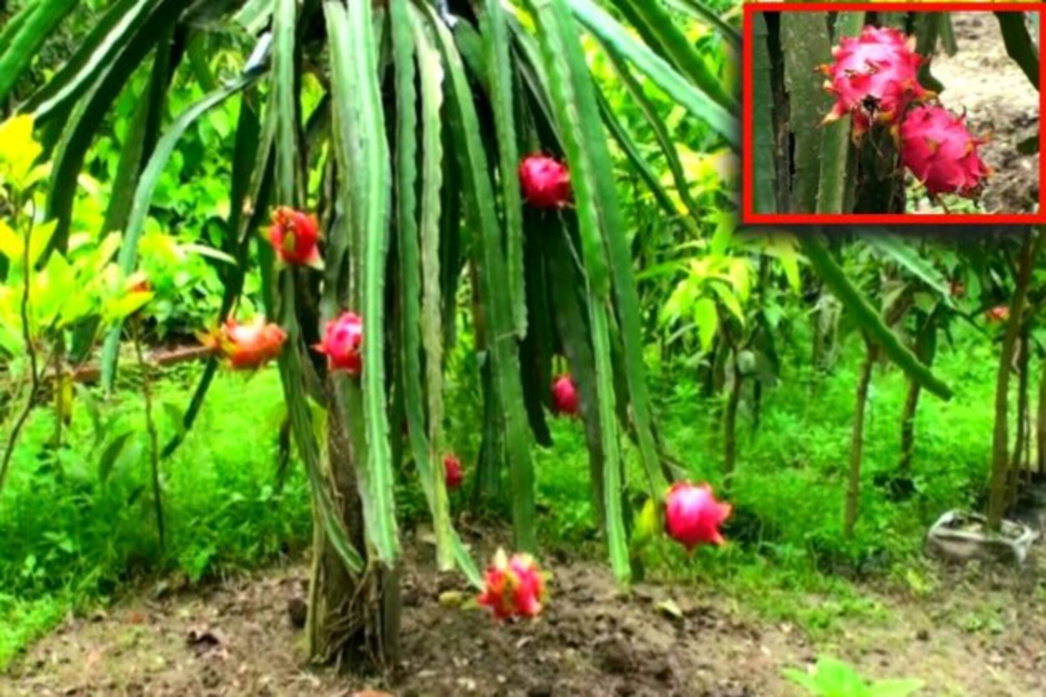Dragon Fruit | Sundarban: খুশির হাওয়া সুন্দরবনে ! কম খরচে ড্রাগন ফল চাষে সাফল্য
