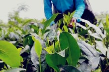 হারাতে বসেছে দার্জিলিং-মাকাইবাড়ি ও সুকনা চায়ের মান! হারাতে বসেছে দার্জিলিং-মাকাইবাড়ি ও সুকনা চায়ের মান!