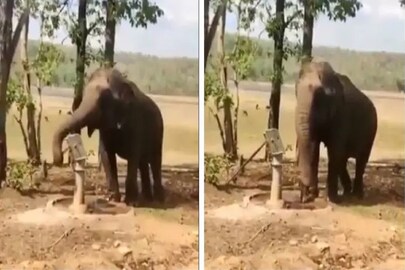 এই হাতির কাণ্ড দেখলে মাথা ঘুরে যাবে! তুমুল ভাইরাল...