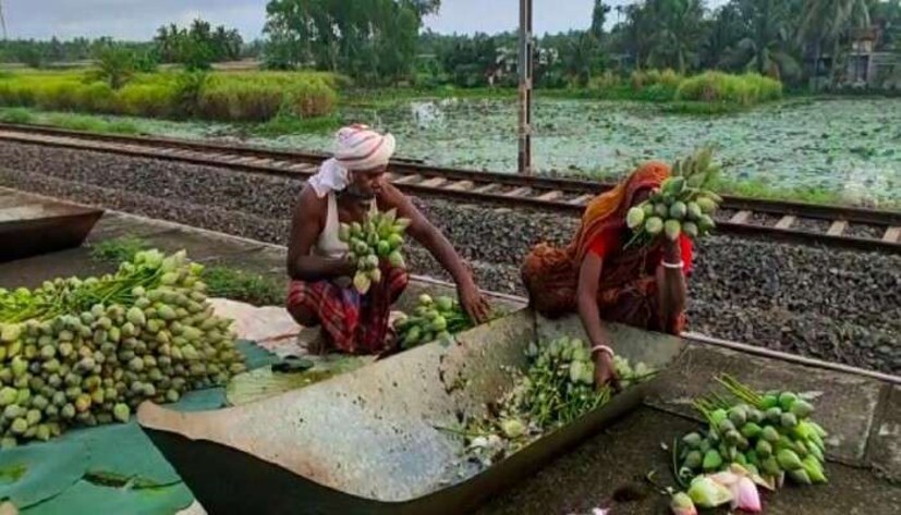 বাজারে পদ্ম বাড়ন্ত। ইয়াস ঝড়ে ভেসে গেছে জলাশয়। নষ্ট হয়েছে পদ্মচাষ। জলমগ্ন ঝিলে পঁচে যাচ্ছে পদ্ম। পুজোর আগে পদ্মই লাভের মুখ দেখায়। মনখারাপ পূর্ব মেদিনীপুরের পদ্মচাষিদের। মোটা টাকা ঋণ নিয়ে চাষের কাজে হাত দিয়েও আজ পদ্মের অকালে কপালে ভাজ পদ্মচাষিদের।