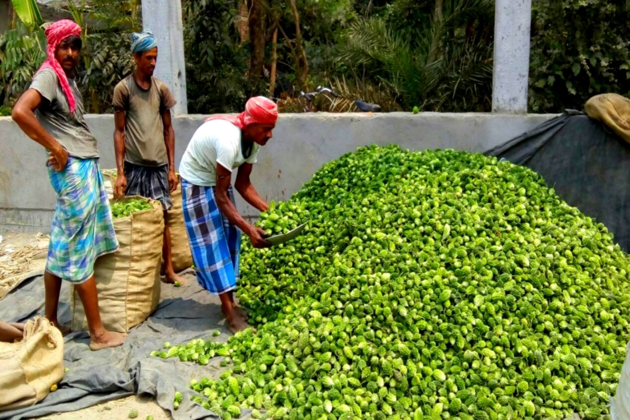 Bitter Gourd| South 24 Pargana: পাতে তেতো, মুখে হাসি! উচ্ছে চাষে দারুণ লাভ কীভাবে, জানালেন জীবনতলার কৃষকরা