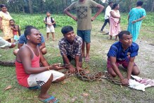 ১৪ ফুটের অজগর উদ্ধার ডুয়ার্সের চা বাগানের একটি গ্রাম থেকে, চাঞ্চল্য ১৪ ফুটের অজগর উদ্ধার ডুয়ার্সের চা বাগানের একটি গ্রাম থেকে, চাঞ্চল্য