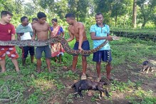 ১৬ ফুটের অজগর উদ্ধার ডুয়ার্সের চা বাগানের একটি গ্রামে ! এলাকায় চাঞ্চল্য ১৬ ফুটের অজগর উদ্ধার ডুয়ার্সের চা বাগানের একটি গ্রামে ! এলাকায় চাঞ্চল্য
