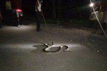 সুকনা চা বাগানে পাইথন! চাঞ্চল্য শ্রমিক মহল্লায়