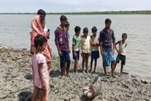 বিলুপ্ত প্রজাতির ডলফিনের মৃতদেহ উদ্ধার ক্যানিং এর মাতলা নদী থেকে