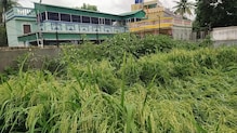 বাড়ির উঠোনেই ধান চাষ করে তাক লাগিয়ে দিল দম্পতি বাড়ির উঠোনেই ধান চাষ করে তাক লাগিয়ে দিল দম্পতি