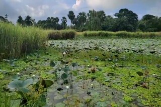 Lotus farm