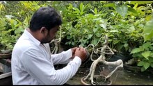 মুখ্যমন্ত্রীর নামে বনসাই তৈরি করলেন আসাননগরের বাসিন্দা পার্থ ঘোষ