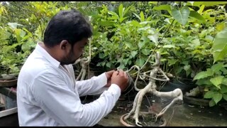 মুখ্যমন্ত্রীর নামে বনসাই তৈরি করলেন আসাননগরের বাসিন্দা