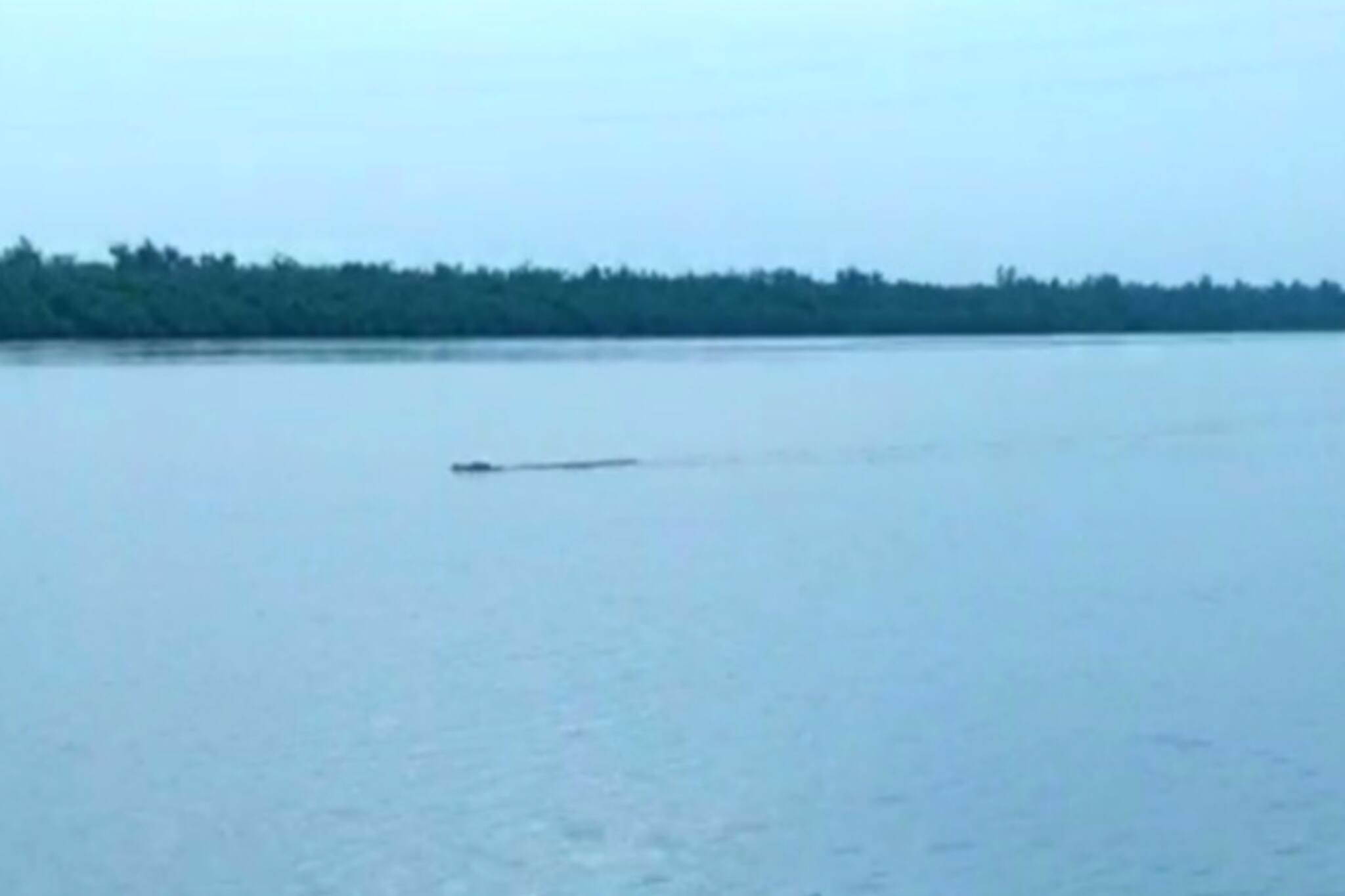 জলে ভেসে নদীর থেকে চাষের মাঠে ঢুকে পড়ল বিশালাকৃতির দৈত্যাকার কুমির