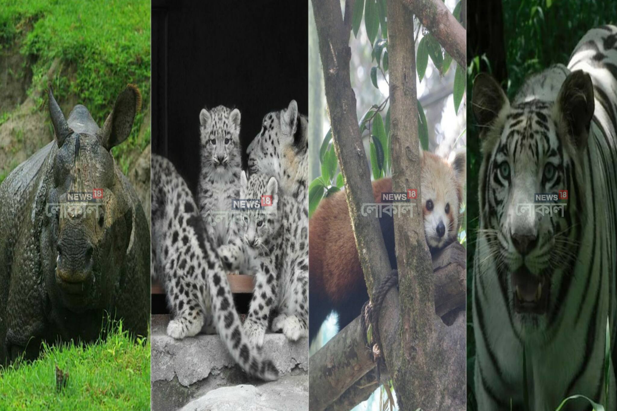 বন্যরা ফিরছে আপন ছন্দে! কোথায় কেমন বেড়েছে সংখ্যা? বিস্তারিত রিপোর্ট