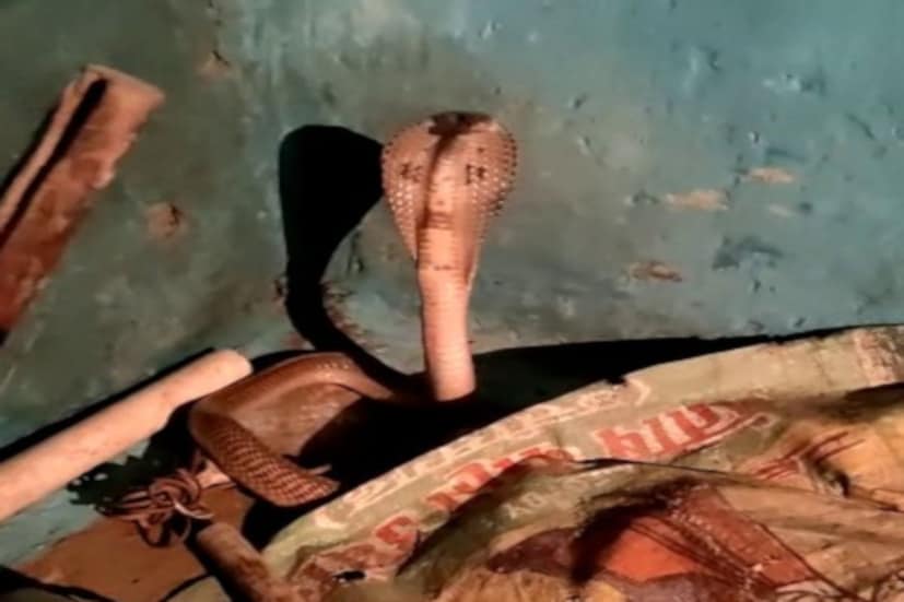 ভয়াবহ দুর্ঘটনার হাত থেকে বাঁচল একটি পরিবার। ঘটনাটি ঘটেছে কোরবা জেলা সদর থেকে ১৭ কিলোমিটার দূরে কুররুদিহ গ্রামের একটি বাড়িতে। বরাত জোরে একটি বড় দুর্ঘটনা কোনওক্রমে এড়ানো সম্ভব হয়েছে। আচমকা এক মহিলা দেখেন রান্নাঘরে সন্তানের একদম কাছেই ফণা তুলে বসে রয়েছে বিষধর সাপ! এমন দৃশ্য দেখে নিজেকে স্থির রাখতে পারছিলেন না শিশুটির মা। নিজের চোখকেও যেন বিশ্বাস হচ্ছিল না তাঁর। কয়েক মুহূর্ত মাথা কাজ করছিল না।