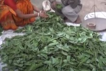 কীভাবে অল্প খরচে সিম চাষ করবেন, জেনে নিন উপায়