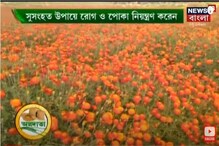 গাঁদা চাষ করে লাভবান হওয়ার উপায় জানুন গাঁদা চাষ করে লাভবান হওয়ার উপায় জানুন