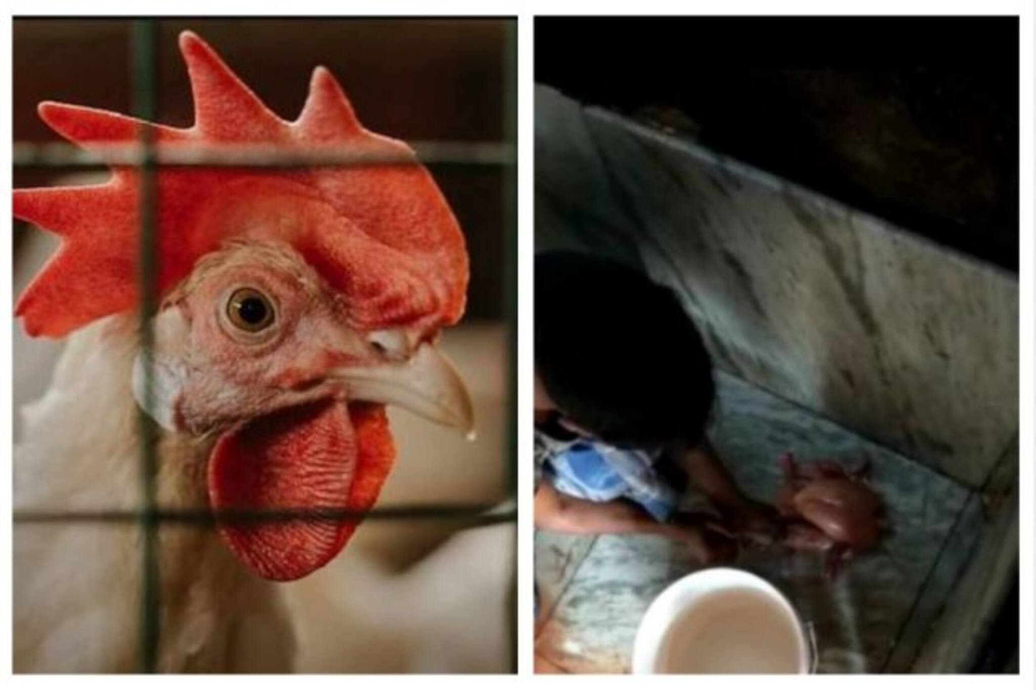 সিরিঞ্জ দিয়ে মাংসে জল, বাড়ছে ওজন! মুরগি কিনতে গিয়ে 'মুরগি' হচ্ছে আমজনতা?