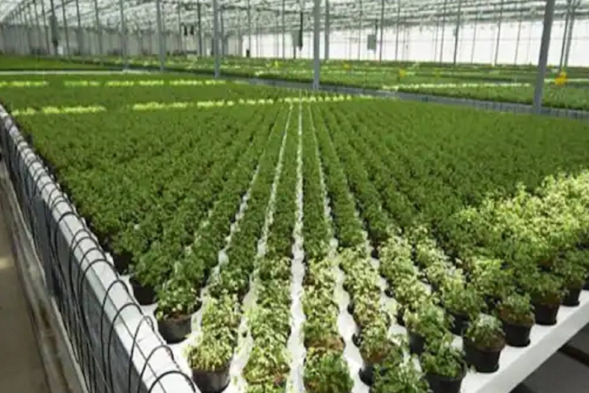 মাত্র ১ লক্ষ টাকা দিয়ে শুরু করুন এই ব্যবসা, প্রতি মাসে আয় করবেন ৮ লক্ষ টাকা!