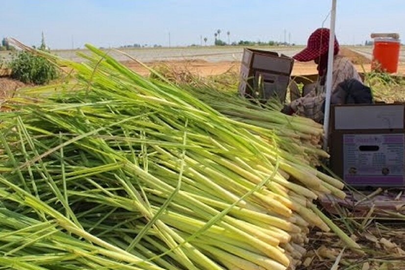 বাজারে চাহিদা তুঙ্গে- লেমন গ্রাসের (Lemon Grass) তেলের বাজারে বিপুল চাহিদা রয়েছে ৷ এই তেল সাধারনত প্রসাধনী, সাবান, তেল ও ওষুধ তৈরির কাজে ব্যবহার করা হয়ে থাকে ৷ এর জেরে বাজারে লেমন গ্রাসের বেশ ভাল চাহিদা রয়েছে ৷ এই চাষের সুবিধা হল খরা প্রভাবিত এলাকাতেও লেমনগ্রাস চাষ সম্ভব। মাত্র এক হেক্টর জমি থেকে প্রায় ৪ লক্ষ টাকার লাভ করতে পারবেন ৷ 
