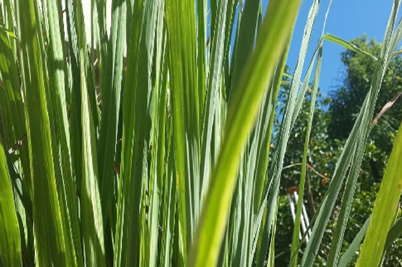 কীভাবে হবে আয় ? (Is lemon grass cultivation profitable?) লেমন গ্রাসের চাষ থেকে শীঘ্রই ভাল আয় করতে পারবেন ৷ এক ক্যুইন্টাল লেমন গ্রাস থেকে ১ লিটার তেল বের হয় ৷ এর দাম বাজারে ১ হাজার থেকে ১৫০০ টাকা হয় ৷ ৫ টন লেমন গ্রাস থেকে কম পক্ষে ৩ লক্ষ টাকা আয় করতে পারবেন ৷ লেমন গ্রাসের পাতা বিক্রি করেও ভাল টাকা উপার্জন (New Business Opportunity)করতে পারবেন ৷ 