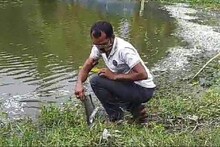 বিষ দিয়ে পুকুরের মাছ মেরে ফেলার অভিযোগ, ব্যবসায়ীর ক্ষতি লক্ষাধিক টাকার