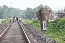 ৩ দিন লোকালয়ে কাটিয়ে অবশেষে টুকুরিয়া জঙ্গলে নিজের ঘরে ফিরল ‘শান্ত’ বুনো হাতি
