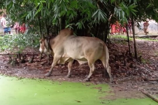 এই সেই ভোলা। ভোলার ভয়ে ত্রস্ত কাটোয়া।