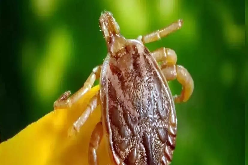 পোকায় কামড়ালে বাড়িতে চিকিৎসা না করে স্বাস্থ্যকেন্দ্রে যেতে হবে। বাড়ির লাগোয় ঝোপজঙ্গল থাকলে তা পরিস্কার করতে হবে। কীটনাশক ছড়াতে হবে।