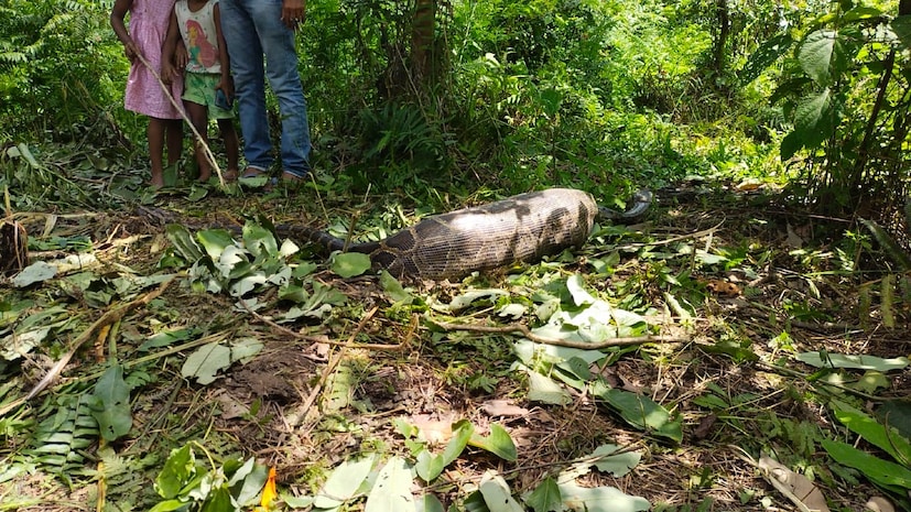 অননারি ওয়াইল্ড লাইফ ওয়ার্ডেন সীমা চৌধুরী বলেন, &quot;প্রত্যক্ষদর্শীরা জানিয়েছেন হরিণ খেয়েছে অজগর সাপটি । লম্বা প্রায় পনেরো ফুট হবে। বৃহৎ আকারের কোনও প্রাণী খাওয়াতেই সেটি নড়াচড়া করতে পারছে না। বনদপ্তর কর্মীরা নজরদারি চালাচ্ছেন, যাতে কেউ অজগর সাপটিকে কেউ আঘাত করতে না পারে বা বিরক্ত করতে না পারে। খাবারটি হজম হলে সে নিজেই আবার জঙ্গলের গভীরে ফিরে যাবে।&quot;  রকি চৌধুরী