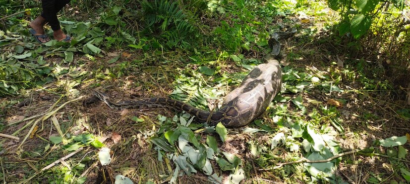 কিছু স্থানীয় বাসিন্দার দাবি দুইদিন আগে অজগরটি বড়ো কিছু আহার করেছে। যারফলে পেট ফুলে এমনিতেই নড়া চড়া করতে পারছে না। ওখানেই, পড়ে রয়েছে। কোথাও যেতে পারেনি। স্থানীয়দের অনেকেই সেই অজগরটির ছবি তুলেছেন, অনেকে এসে সেলফি তুলেছেন বলেও দাবি স্থানীয় অনেকের।