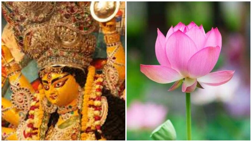 পদ্ম ছাড়া পুজো অচল। ১০৮ ফুলের নৈবেদ্য লাগে পুজোয়। সন্ধিপুজোর সেই মূল উপকরণেই টান দিয়েছে ইয়াস। বাঁকুড়ার পদ্ম যখন অস্ট্রেলিয়া পাড়ি দিচ্ছে, তখন ইয়াসের দাপটে পূর্ব মেদিনীপুরের পদ্মচাষ সংকটে। চড়া সুদে বাজার থেকে ঋণ নেওয়া টাকা পরিশোধ হবে কীভাবে তা জানেন না কেউই।