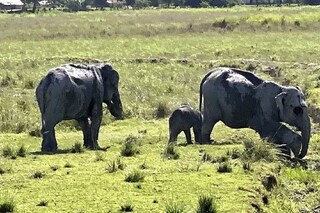 explore nature by visiting national parks in northeast india- Photo-PTI 