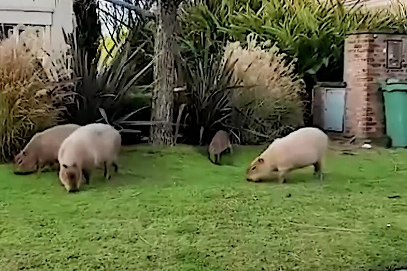 ক্যাপিবরাস (Capybaras) নামের সেই ইঁদুর আকারে অনেক বড়। গোটা শহর নোংরা করছে ইঁদুরের দল। গবাদি পশুদের উপর আক্রমণ করছে। কোথাও আবার এই ইঁদুরের জন্য পথ দুর্ঘটনাও হয়েছে বলে খবর। এত বড় আকারের ইঁদুর রাস্তায় দেখে অনেকেই আতঙ্কগ্রস্থ হয়ে পড়ছেন।