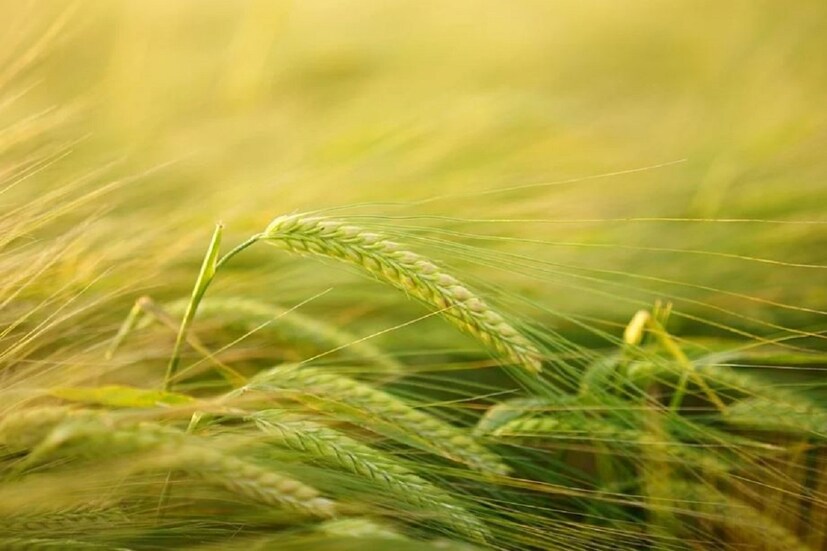 বার্লি (Barley) কোলেস্টরল এবং শরীরের বাড়তি ফ্যাট কমাতে বার্লি খুবই উপকারি একটা খাবার। তাই সলিউবেল ফাইবার (Soluble Fibre) যুক্ত এই খাবারটিকে নিজেদের মিলে রাখা খুব দরকার। এটি লিভারের কোলেস্টরল কমাতে সাহায্য করে। এছাড়াও এটি লিপিড লেভেল (Lipid Level) কন্ট্রোলে রাখতে সাহায্য করে।
