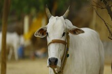 'গরুই হোক জাতীয় পশু, ওদেরও চাই মৌলিক অধিকার!' সুপারিশ এলাহাবাদ হাইকোর্টের...