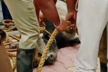নর্দমায় পরল গরু! উদ্ধারে ঘাম ছুটল পুলিশ-দমকলের নর্দমায় পরল গরু! উদ্ধারে ঘাম ছুটল পুলিশ-দমকলের