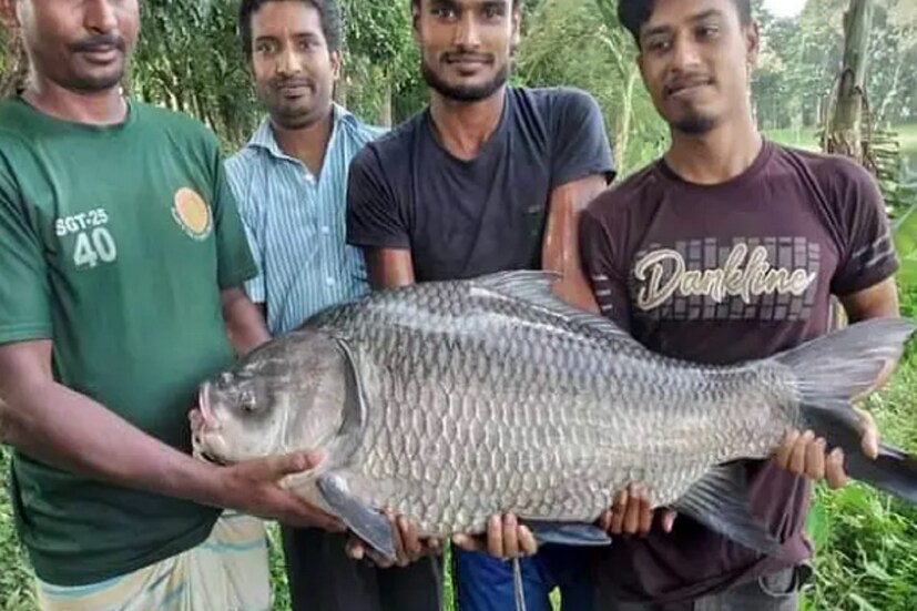 জানা গিয়েছে, বরিশালের বাবুগঞ্জের দুর্গাসাগর দিঘিতে ৩০ কেজি ওজনের বিশাল আকৃতির একটি কাতলা মাছ ধরা পড়ছে। স্থানীয় সূত্রে খবর, বৃহস্পতিবার রাতে মৎস্যজীবী বাপ্পি সরদার বড়শিতে মাছ ধরছিলেন। সেই সময়ই তাঁর বড়শিতে আচমকা টান পড়ে। 