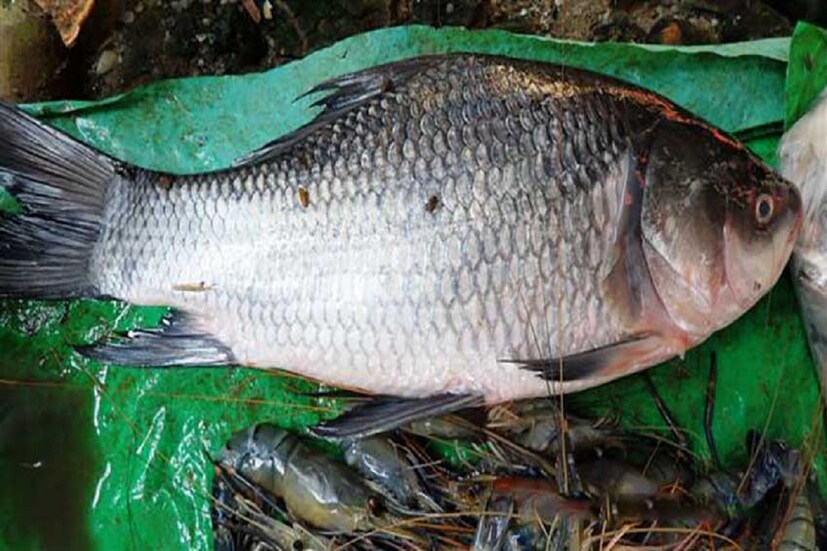 বড়শির অবস্থা দেখে তিনি বুঝতে পারেন, বড় মাছ ধরা পড়েছে। এরপর প্রায় তিন ঘণ্টা চেষ্টার পর মাছটি দিঘির পাড়ে তোলেন তিনি। বন্ধুদের সহায়তায় প্রায় তিন ঘণ্টা পর মাছটি তোলা মাত্রই পুরো দিঘি এলাকায় শোরগোল পড়ে যায়। মাছটি পাড়ে তোলার পর থেকেই কৌতূহলী মানুষের ভিড় জমে যায়। 