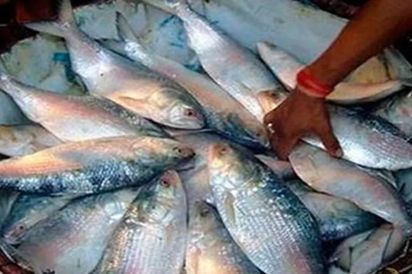ইলিশ  (Hilsa) ধরতে তাই জেলেপাড়ায় ব্যস্ততা বেড়ে গেছে। মরশুমের শেষ কটা দিন তাই দিনরাত এক করে, ঝড়-বৃষ্টি উপেক্ষা করে জাল ফেলতে নদীতে যাচ্ছেন নদীতে জেলেরা (Bangladesh News)। শেষ সময়ে ইলিশ ধরে মহাজনের দাদনের টাকা পরিশোধের চেষ্টা চালিয়ে যাচ্ছেন তারা।