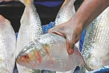 জমিয়ে দেদার ইলিশ মাছ খাচ্ছেন নাকি? সপ্তাহে একদিনের বেশি খেলে কি হতে পারে জানেন?