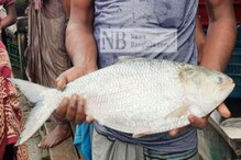খোকা নয়, রীতিমতো বড়োসড়ো! প্রকাণ্ড ইলিশ পড়ল জালে ধরা! নিমেষেই সুপার ভাইরাল... খোকা নয়, রীতিমতো বড়োসড়ো! প্রকাণ্ড ইলিশ পড়ল জালে ধরা! নিমেষেই সুপার ভাইরাল...