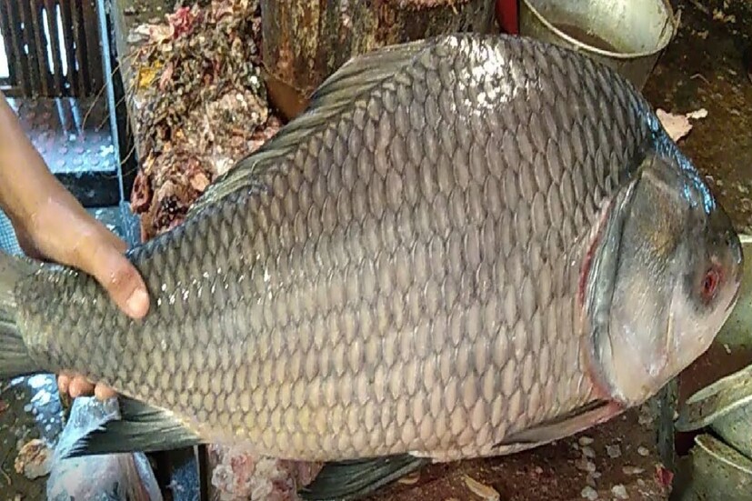 স্থানীয় মৎস্যজীবীরা জানিয়েছেন, শুক্রবার রাতে পাবনার মৎস্যজীবী গুরুদেব হালদার এবং আরও কয়েক জন পদ্মায় মাছ ধরতে যান। শনিবার সকালে গুরুদেবের জালে একটি বড় আকারের (Bangla News Huge Katla Fish) কাতলা ওঠে।