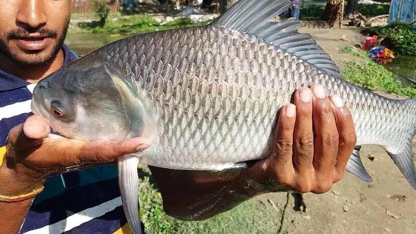 কথায় বলে, মাছে ভাতে বাঙালি বিশালাকার কাতলা নিয়ে মানুষের তুমুল হুড়োহুড়ি বুঝিয়ে দেয় মাছপ্রেমী বাঙালি ভালো মাছের হদিস পেলে কী না করতে পারেন। বাংলাদেশের দৌতলদিয়া বাজারের শনিবারের হইচই সেই ছবিই তুলে ধরেছে আরও একবার।
